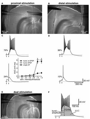 Differential Contribution of Ca2+-Dependent Mechanisms to Hyperexcitability in Layer V Neurons of the Medial Entorhinal Cortex